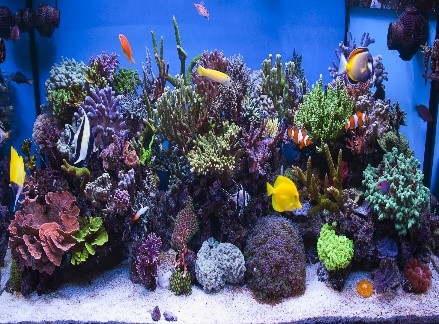 Acuario